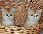 Кошки в Светогорске: Солнечный детки! Мальчик, 25 000 руб. - фото 2