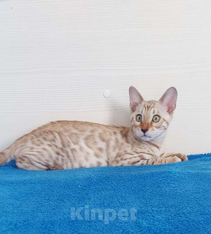 Кошки в Москве: Бенгальский котенок Девочка, 35 000 руб. - фото 9