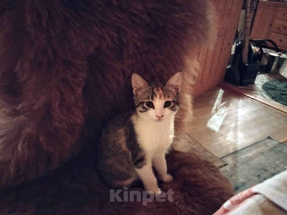 Кошки в Санкт-Петербурге: Беатрис котенок девочка Девочка, 500 руб. - фото 10