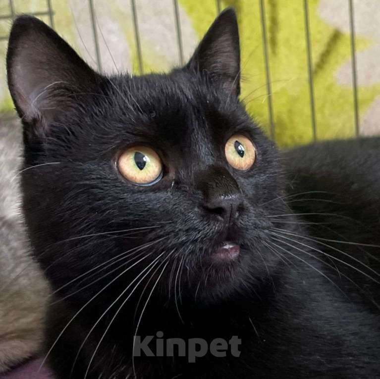 Кошки в Москве: Черный котенок в добрые руки  Мальчик, Бесплатно - фото 2