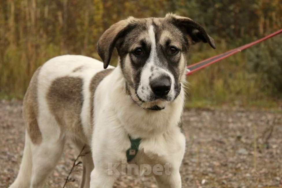 Собаки в Санкт-Петербурге: Белая леди - нежная, добрая собака-подросток Девочка, Бесплатно - фото 6
