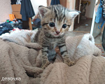 Кошки в Костроме: Котята в добрые руки Разнополые, Бесплатно - фото 2