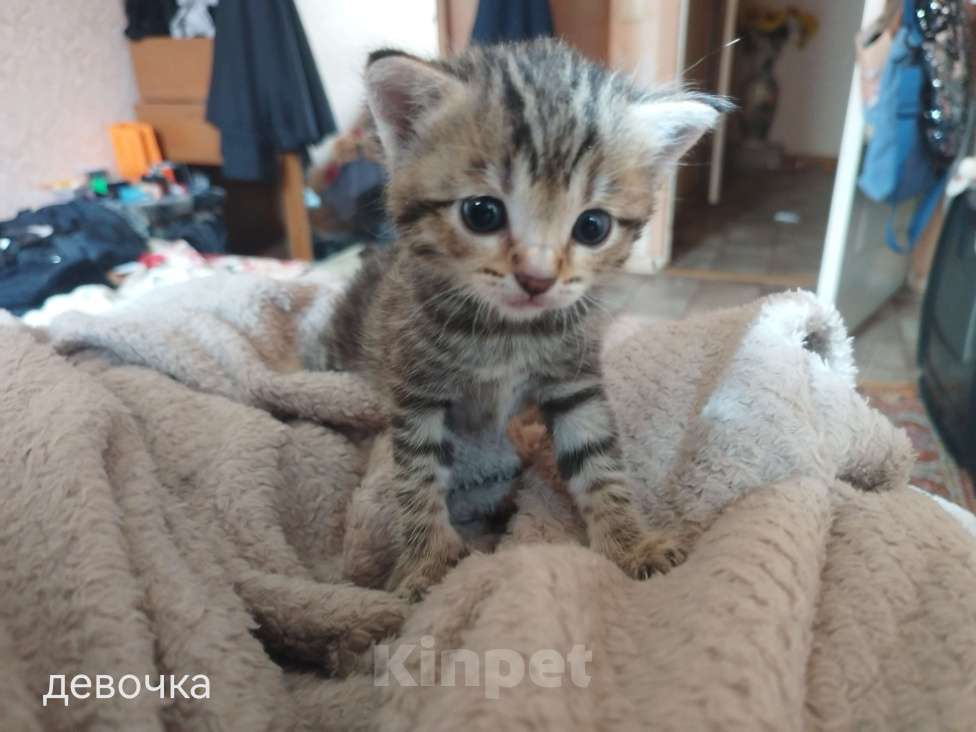 Кошки в Костроме: Котята в добрые руки Разнополые, Бесплатно - фото 2