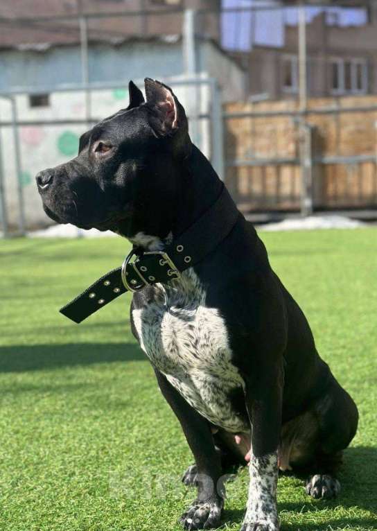 Собаки в Москве: Американский Булли XL Мальчик, 350 000 руб. - фото 5