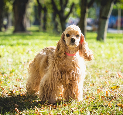 Американский кокер-спаниель
