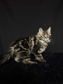 Мейн-кун котенок