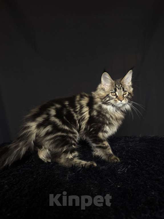Кошки в Москве: Мейн-кун котенок Мальчик, Бесплатно - фото 5