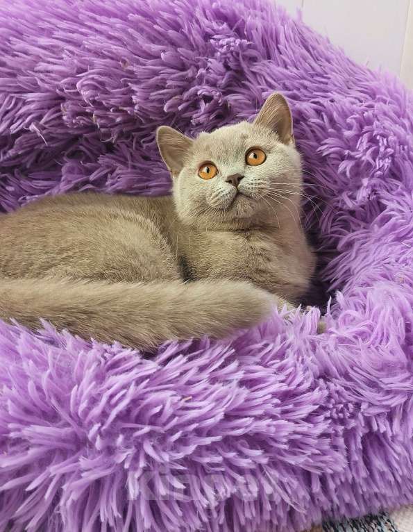 Кошки в Санкт-Петербурге: Британская кошечка Девочка, 40 000 руб. - фото 5