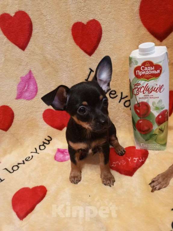 Собаки в Челябинске: Щенки той терьера Мальчик, 15 000 руб. - фото 1