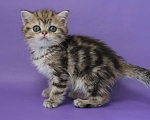 Кошки в Клине: Мраморный котик Мальчик, 10 000 руб. - фото 2