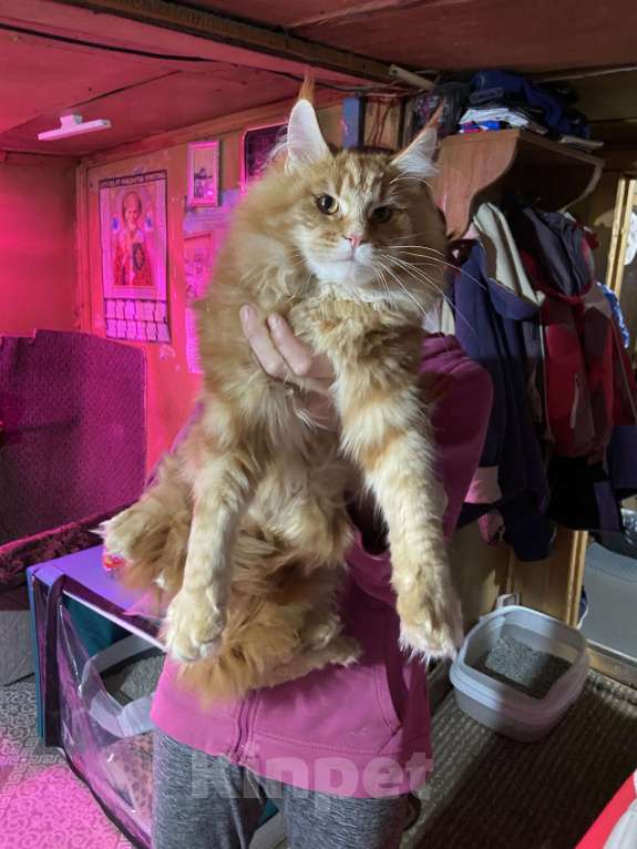 Кошки в Москве: Котята мейн-кун Девочка, 35 000 руб. - фото 2