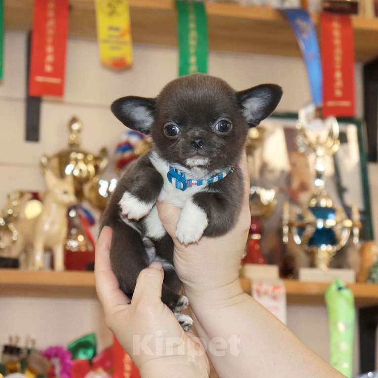 Собаки в Москве: Голубой крошка чихуа Мальчик, 75 000 руб. - фото 3