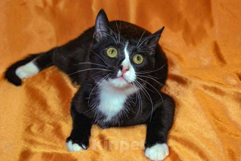 Кошки в Москве: котенок Тоша ищет дом Мальчик, Бесплатно - фото 4