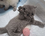 Кошки в Санкт-Петербурге: Продается Шотландский прямоухий мальчик Мальчик, 30 000 руб. - фото 6