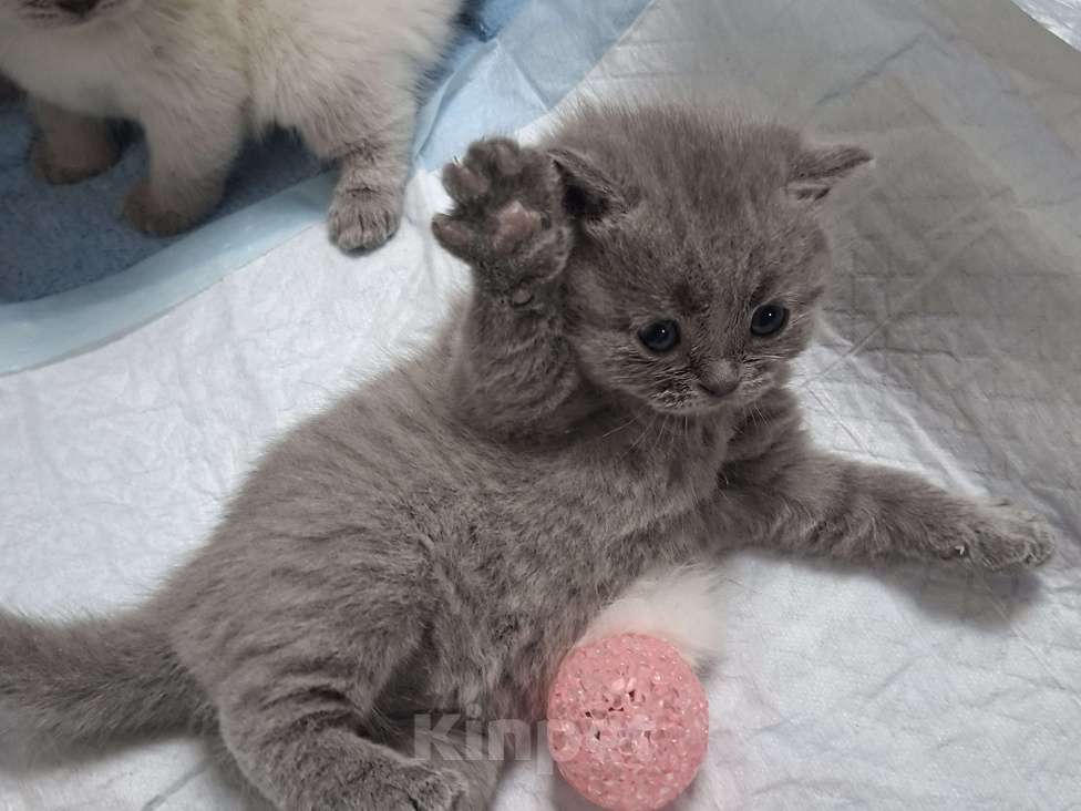 Кошки в Санкт-Петербурге: Продается Шотландский прямоухий мальчик Мальчик, 30 000 руб. - фото 6
