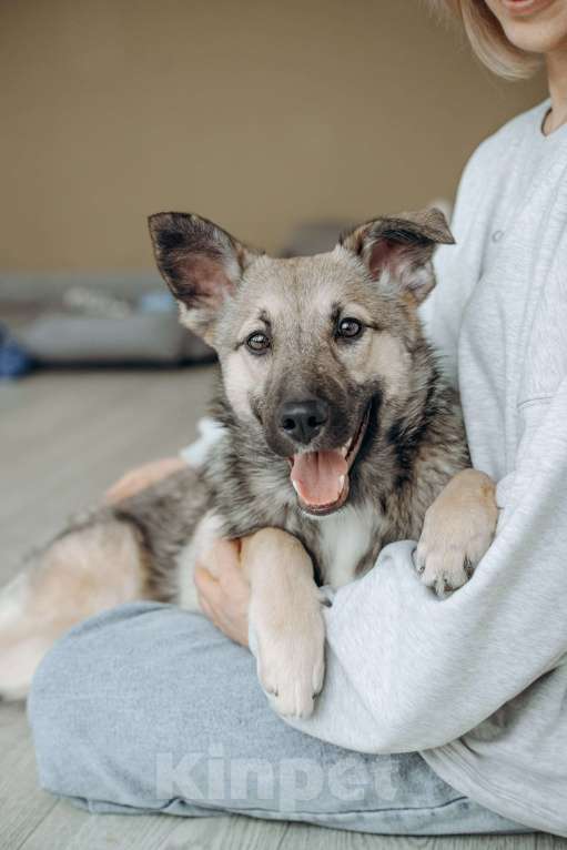 Собаки в Москве: Щенок бесплатно в Москве Девочка, Бесплатно - фото 1