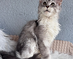 Кошки в Кудрово: Котенок Мейн-кун девочка Девочка, 55 000 руб. - фото 6
