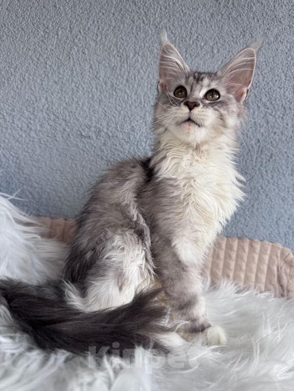Кошки в Кудрово: Котенок Мейн-кун девочка Девочка, 55 000 руб. - фото 6