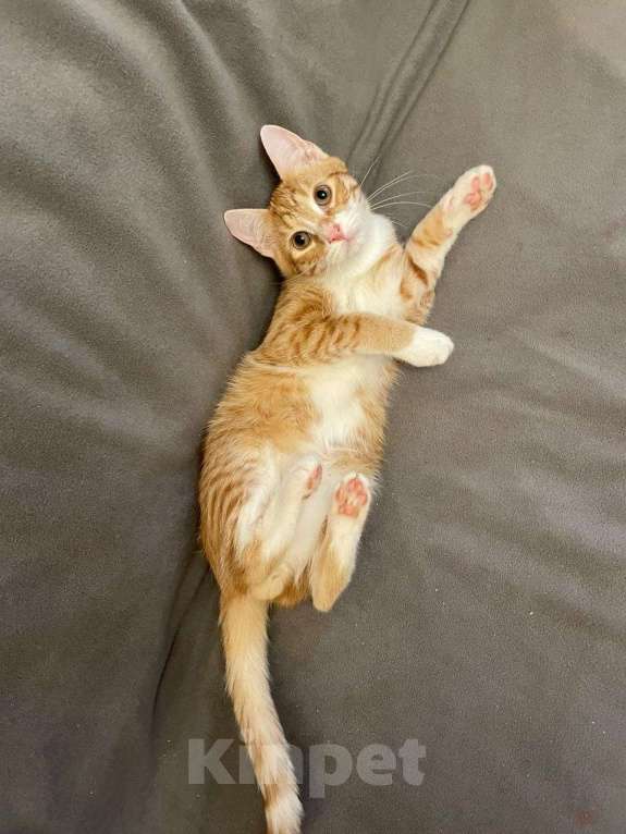 Кошки в Санкт-Петербурге: Яркий рыжик ищет дом Мальчик, Бесплатно - фото 2
