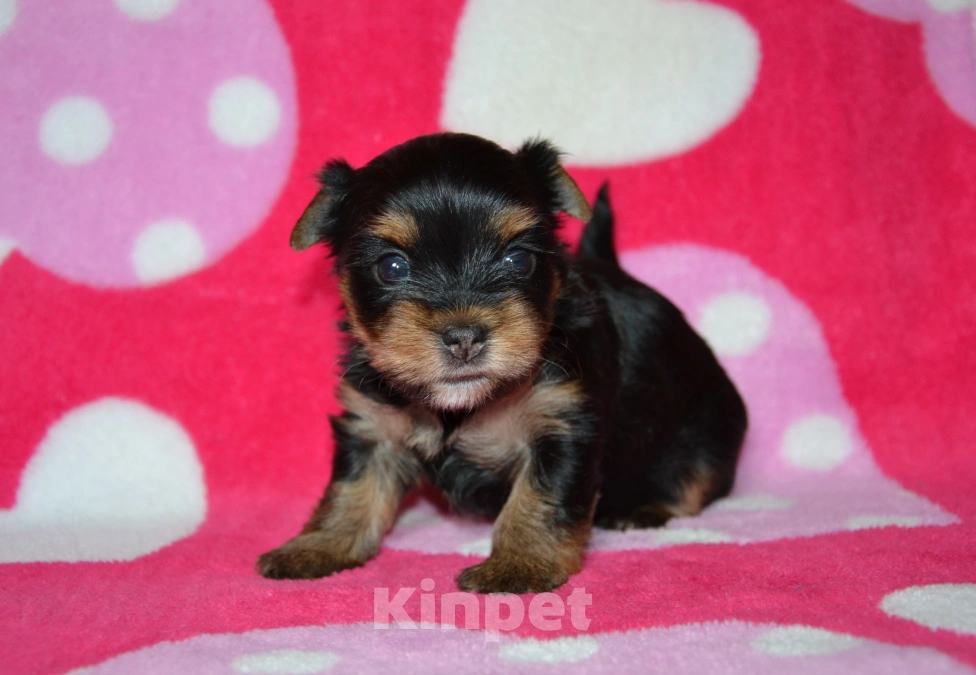 Собаки в Москве: Щенки йоркширского терьера  Девочка, 35 000 руб. - фото 2