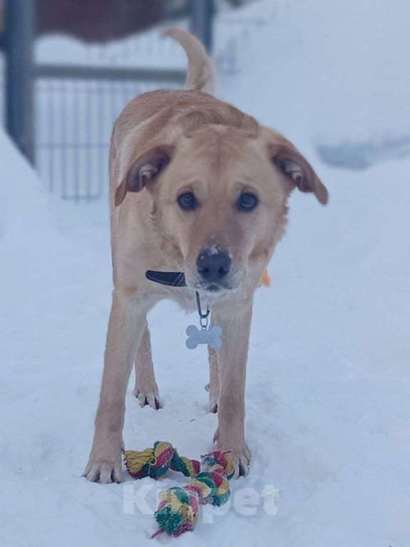 Собаки в Москве: Золотой лабрадористый мальчик Мальчик, Бесплатно - фото 1