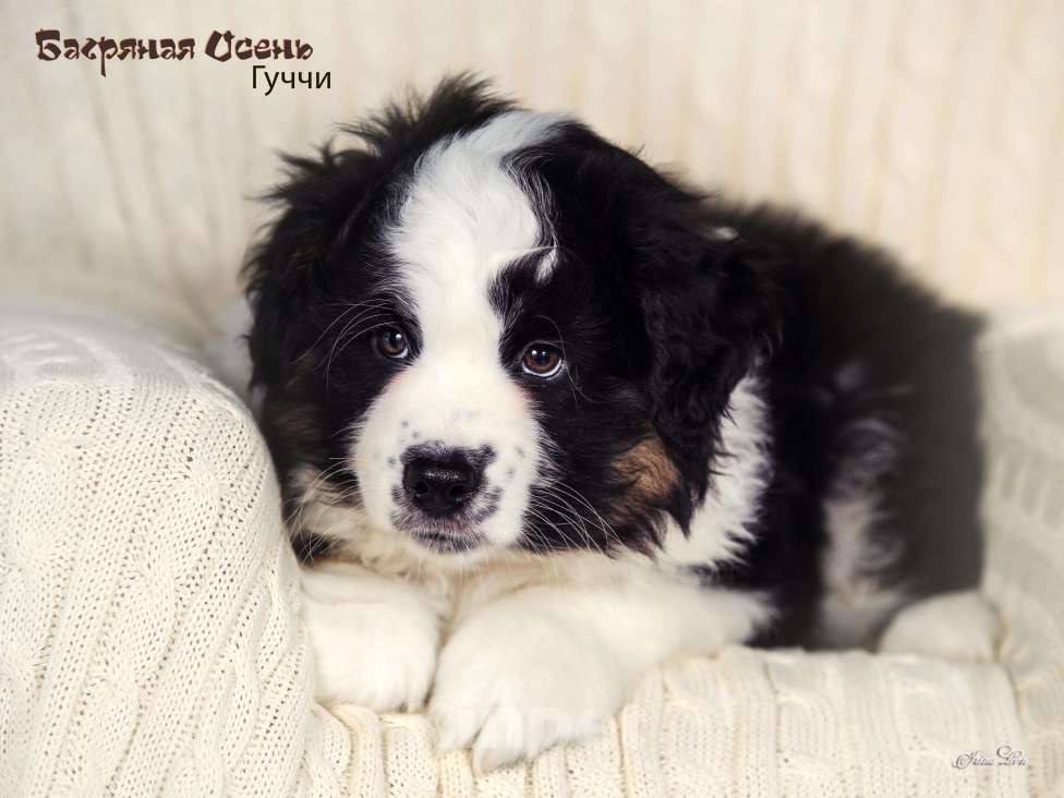 Собаки в других городах Московской области: Продается мальчик миниаусси Мальчик, 60 000 руб. - фото 7