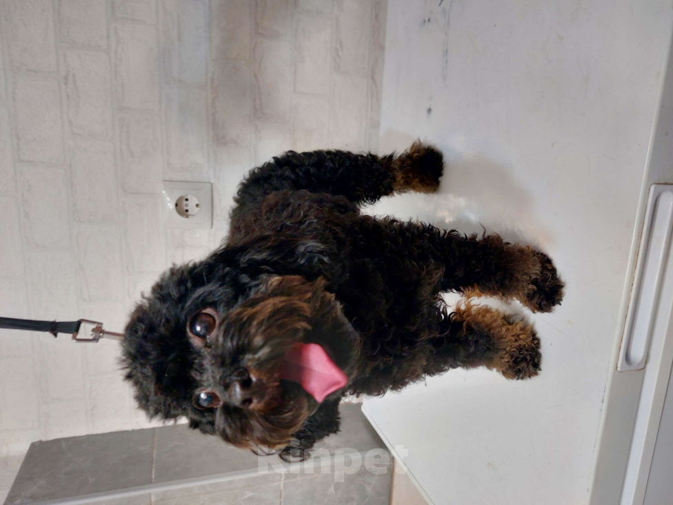 Собаки в Ростове-на-Дону: Той-пудель, девочка и мальчик мраморный абрикос продам Мальчик, 150 000 руб. - фото 7