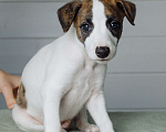 Собаки в Москве: Уиппет щенок Мальчик, 100 000 руб. - фото 4