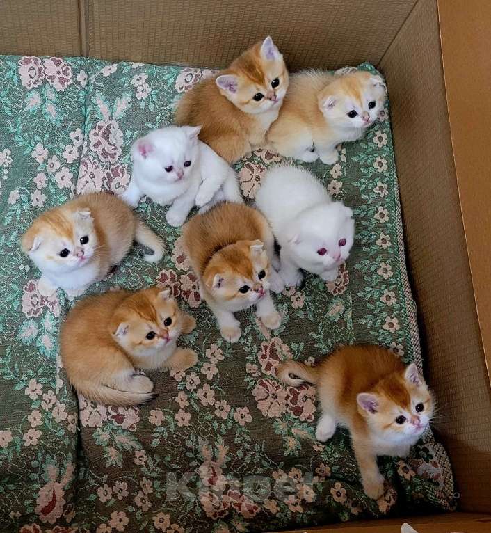 Кошки в Калуге: Шотландские Золотые шиншиллы Разнополые, Бесплатно - фото 1