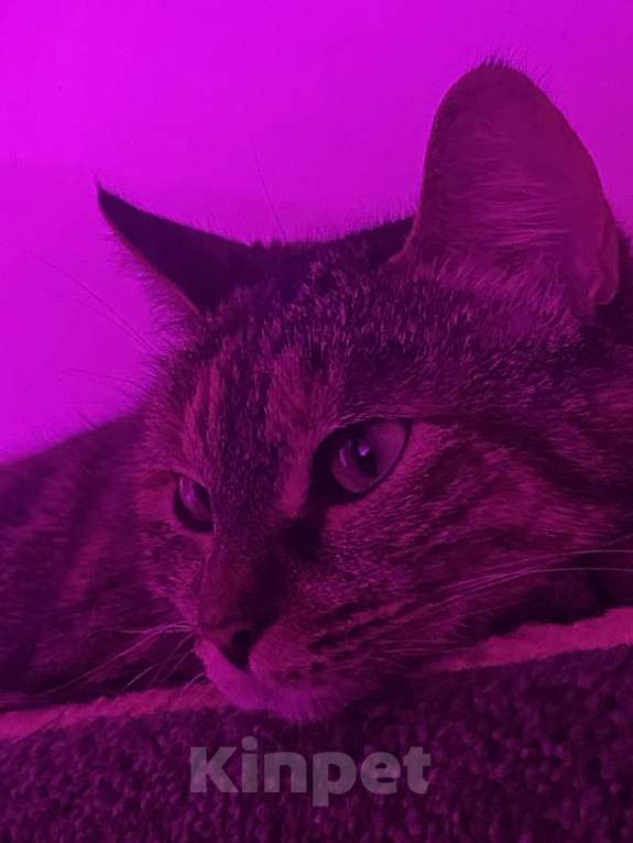 Кошки в Санкт-Петербурге: Кошка в добрые руки Девочка, Бесплатно - фото 3