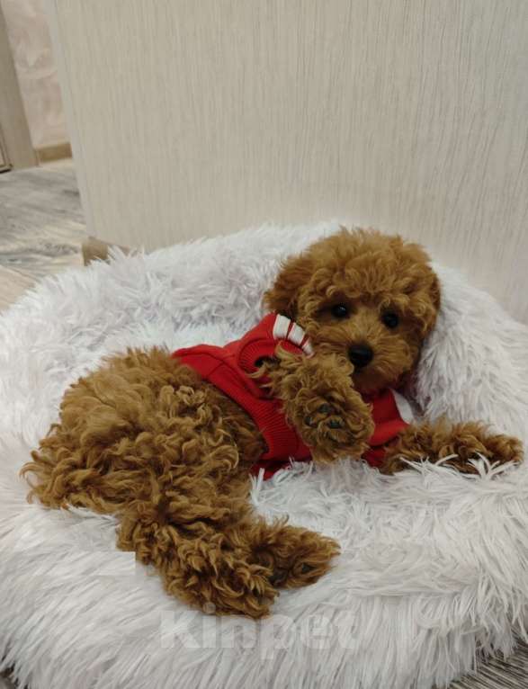 Собаки в Москве: Той-пудель пушистый мальчик Мальчик, 65 000 руб. - фото 3