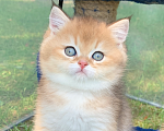 Кошки в Москве: Британский котенок золотая шиншилла Мальчик, 45 000 руб. - фото 1