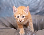 Кошки в Санкт-Петербурге: Котята 2 месяца Мальчик, Бесплатно - фото 3