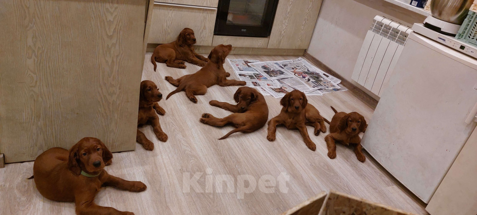 Собаки в Москве: Щенки Ирландского сеттера Разнополые, 60 000 руб. - фото 3