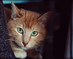 Кошки в Москве: Матис ждет семью Мальчик, Бесплатно - фото 3