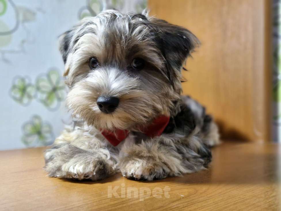 Собаки в Ростове-на-Дону: Йоркширский терьер щенок Мальчик, 17 000 руб. - фото 2