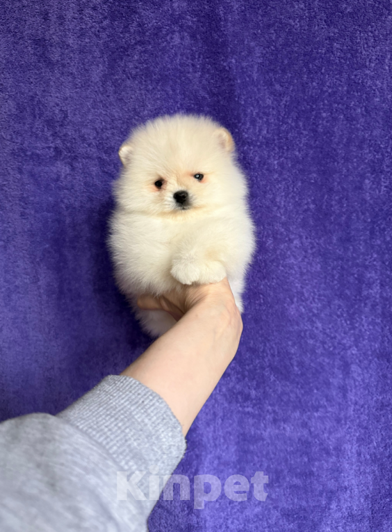 Собаки в Москве: Мальчик Мальчик, 25 000 руб. - фото 1