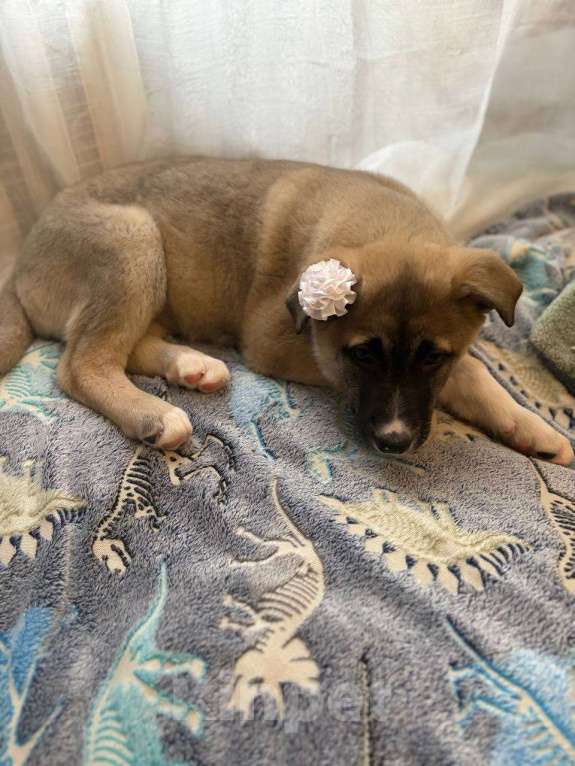 Собаки в Москве: Щенок в добрые руки Девочка, Бесплатно - фото 6