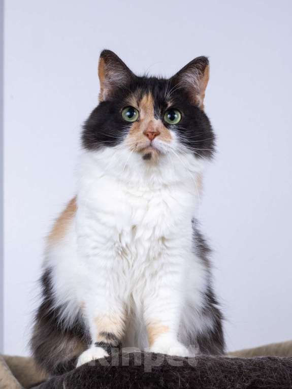 Кошки в Москве: Пушистая трехцветная кошечка Циферка в дар Девочка, 1 руб. - фото 1