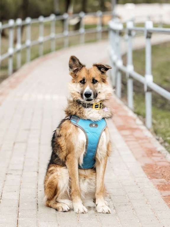 Собаки в Москве: Пёс вашей мечты Леонид! Собака-компаньон в дар Мальчик, 1 руб. - фото 3
