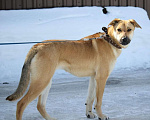 Собаки в Воскресенске: Кира ищет свою семью❤ Девочка, Бесплатно - фото 4