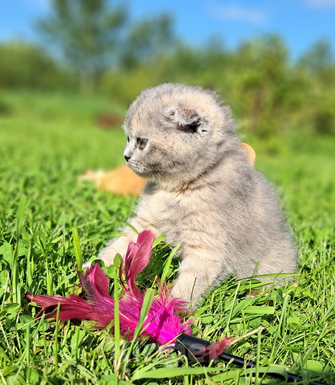 Кошки в Санкт-Петербурге: Шотландский котёнок Девочка, 40 000 руб. - фото 4