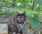 Кошки в Санкт-Петербурге: Кошка на улице. Девочка, Бесплатно - фото 2