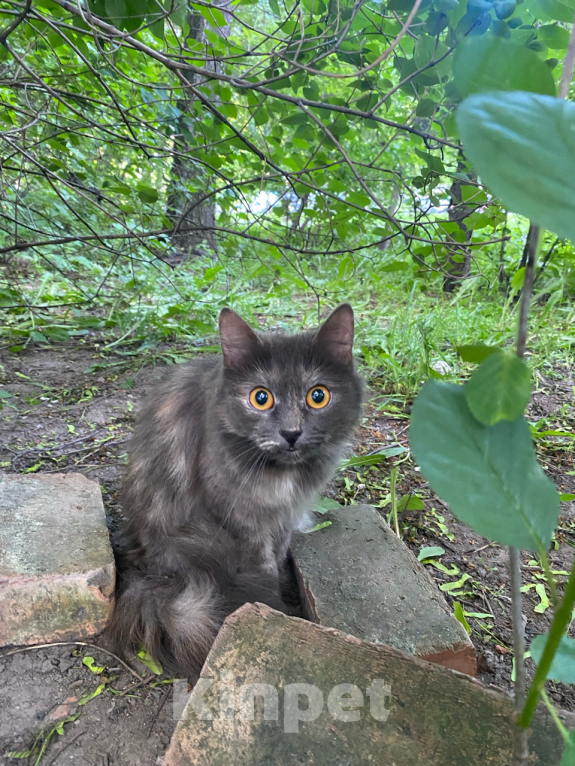 Кошки в Санкт-Петербурге: Кошка на улице. Девочка, Бесплатно - фото 2