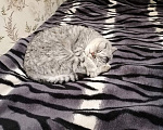 Кошки в Москве: Кот в добрые руки Мальчик, Бесплатно - фото 2