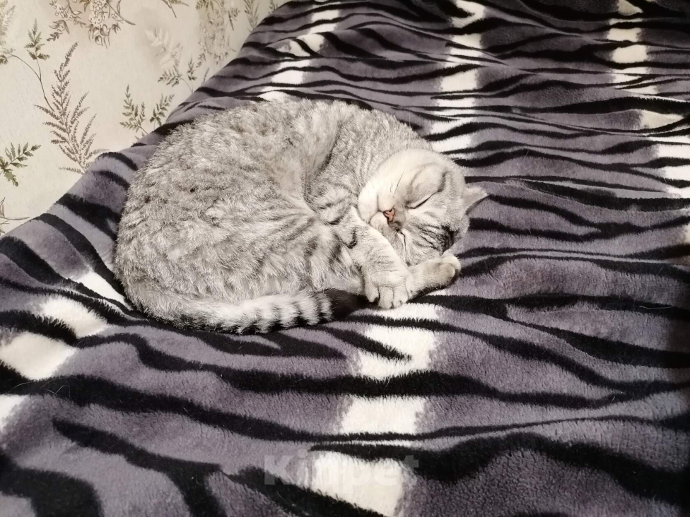 Кошки в Москве: Кот в добрые руки Мальчик, Бесплатно - фото 2