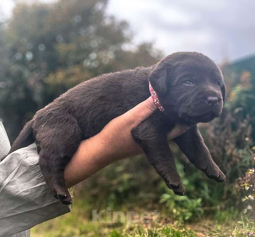 Собаки в других городах Московской области: Коричневые и чёрные щенки Лабрадора Девочка, 90 000 руб. - фото 4