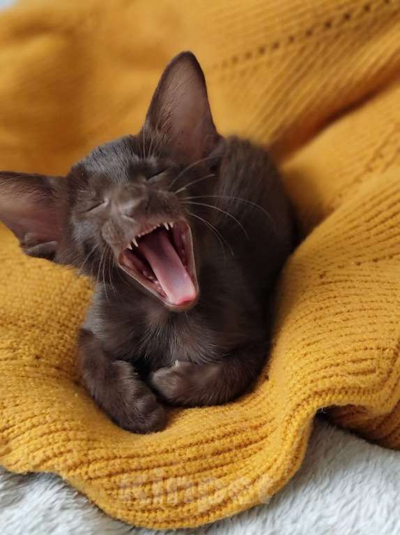 Кошки в Москве: Шоколадные ориентальные мальчики к бронированию Мальчик, 50 000 руб. - фото 2