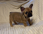 Собаки в Санкт-Петербурге: Шикарная девочка французского бульдога  Девочка, 40 000 руб. - фото 3