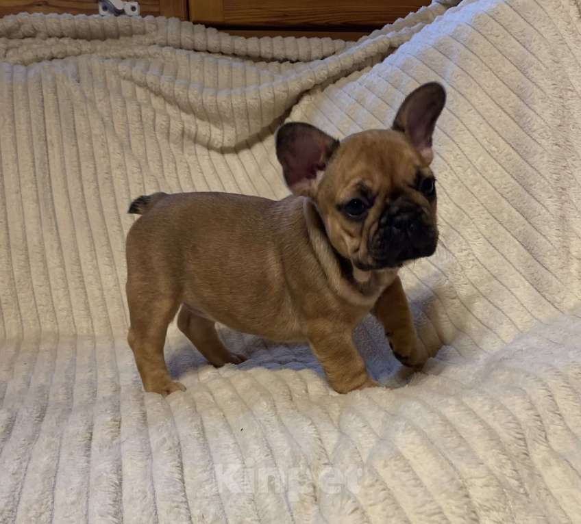 Собаки в Санкт-Петербурге: Шикарная девочка французского бульдога  Девочка, 40 000 руб. - фото 3
